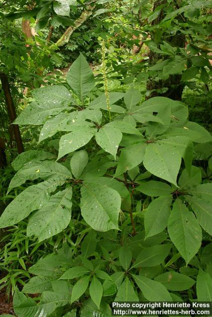 Photo: Aesculus parviflora.