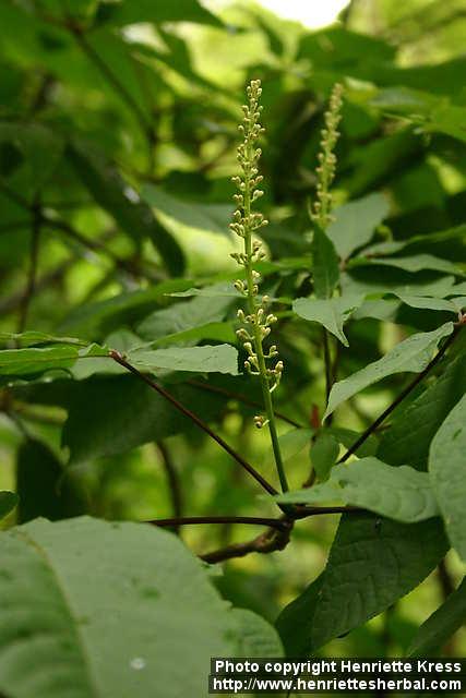 Photo: Aesculus parviflora 2.