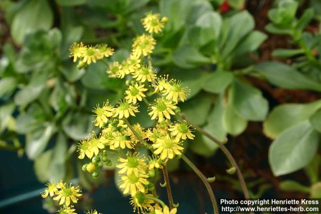 Photo: Aeonium arboreum 4.