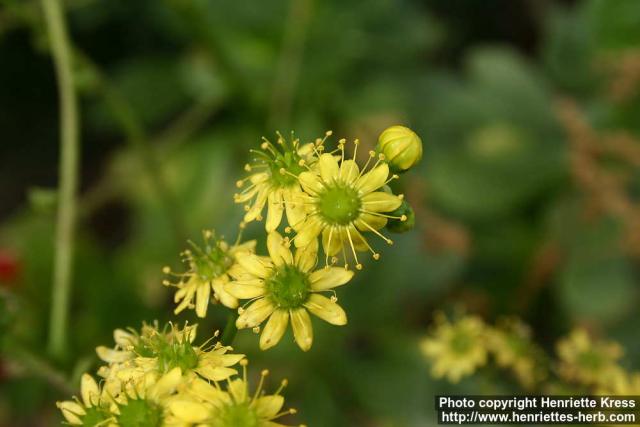 Photo: Aeonium arboreum 5.