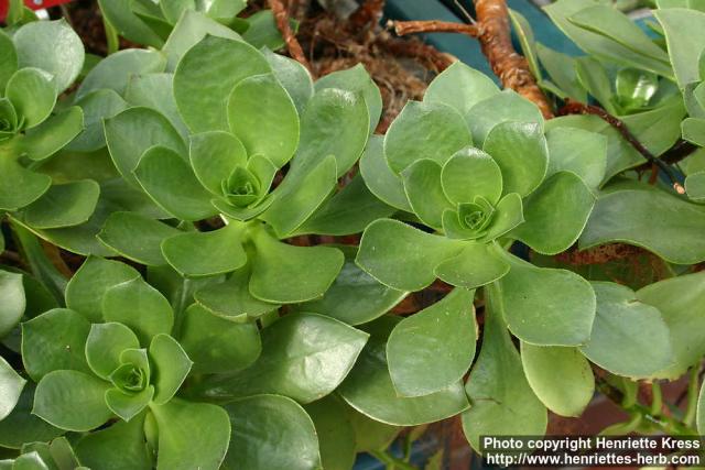 Photo: Aeonium arboreum 6.