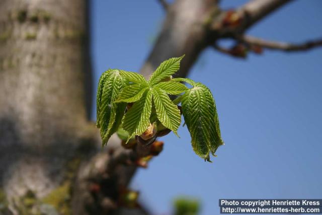 Photo: Aesculus hippocastanum 16.