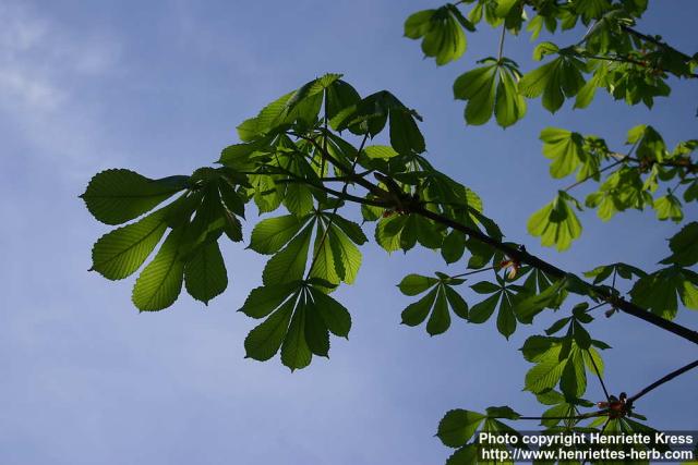 Photo: Aesculus hippocastanum 17.