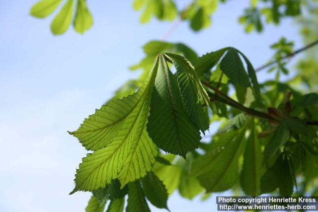 Photo: Aesculus hippocastanum 18.