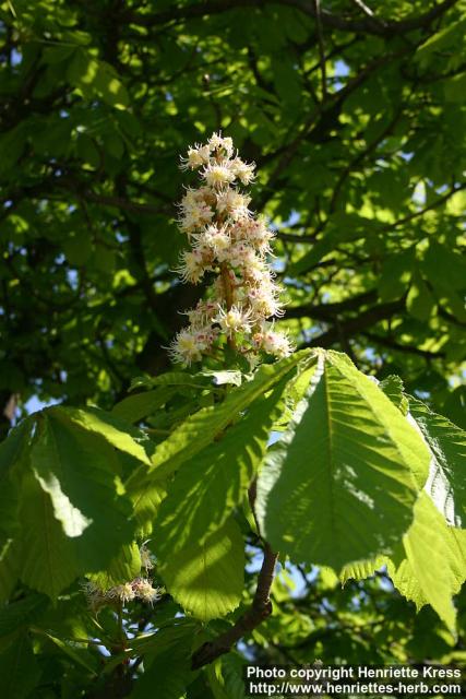 Photo: Aesculus hippocastanum 19.