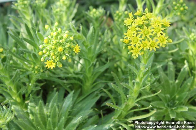 Photo: Aeonium simsii 0.