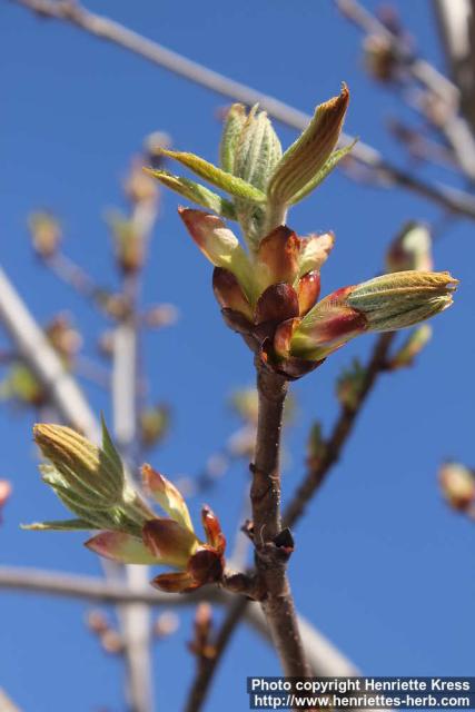 Photo: Aesculus hippocastanum 23.