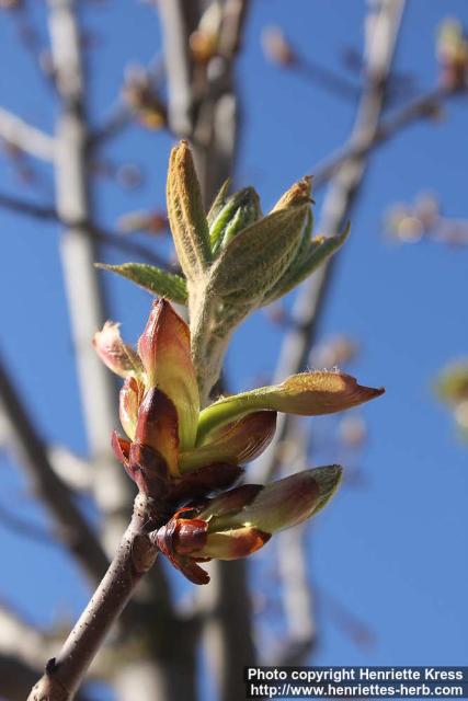 Photo: Aesculus hippocastanum 25.