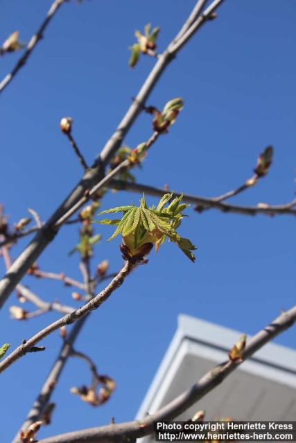 Photo: Aesculus hippocastanum 26.