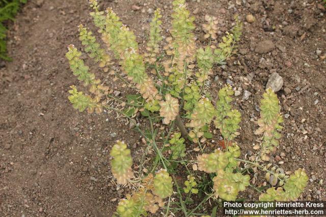Photo: Aethionema saxatile 3.