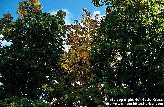 Photo: Aesculus hippocastanum 2.