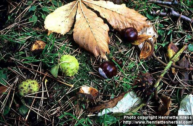 Photo: Aesculus hippocastanum 3.