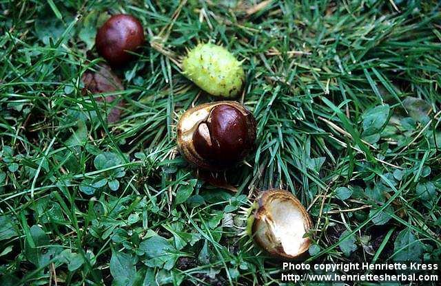 Photo: Aesculus hippocastanum 5.