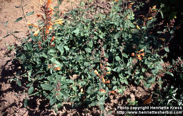 Photo: Agastache aurantiaca 1.