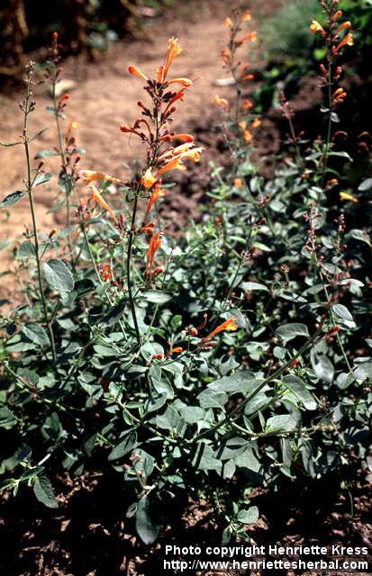 Photo: Agastache aurantiaca.