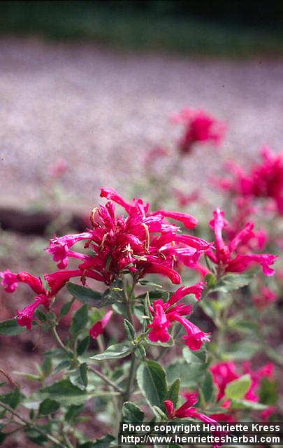 Photo: Agastache cana 2.