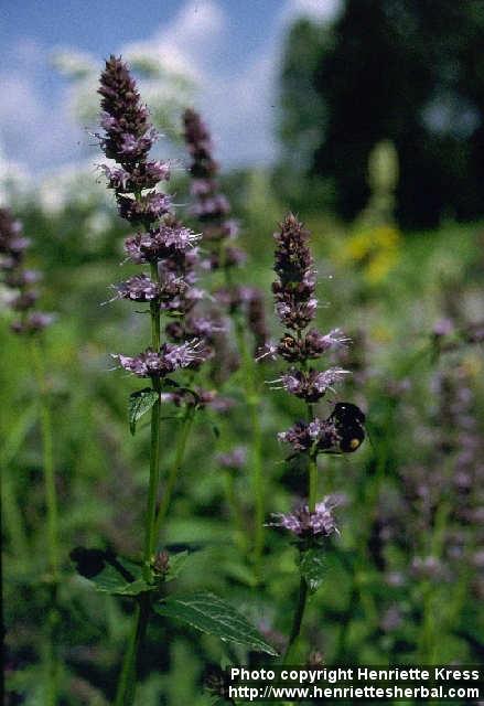 Photo: Agastache foeniculum 1.