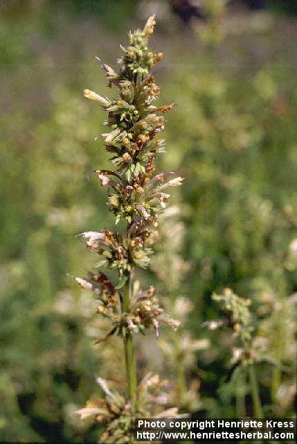 Photo: Agastache mexicana 1.