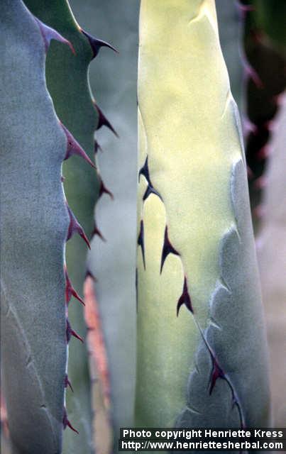 Photo: Agave 1.