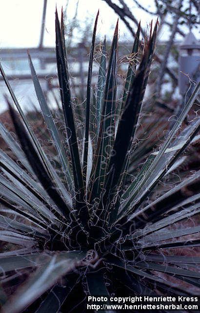 Photo: Agave filifera 1.