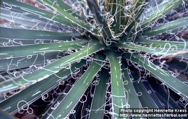 Photo: Agave filifera 2.