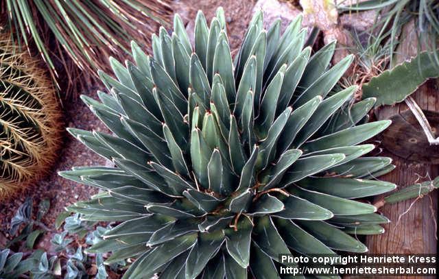 Photo: Agave victoriae reginae 2.