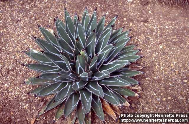 Photo: Agave victoriae reginae 4.