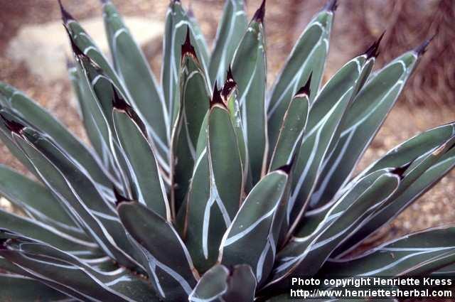 Photo: Agave victoriae reginae 5.