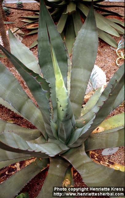 Photo: Agave.