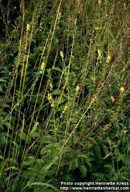 Photo: Agrimonia eupatoria 1.