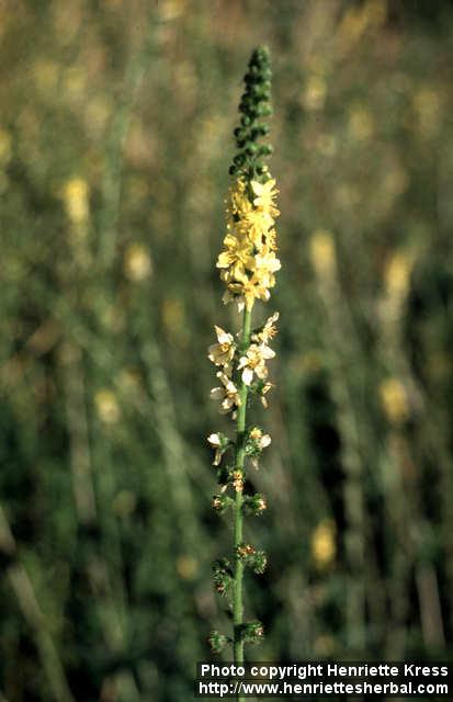 Photo: Agrimonia eupatoria 5.