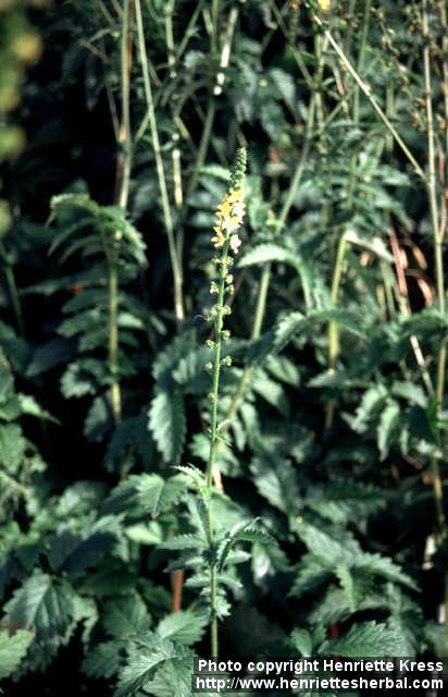 Photo: Agrimonia eupatoria 6.