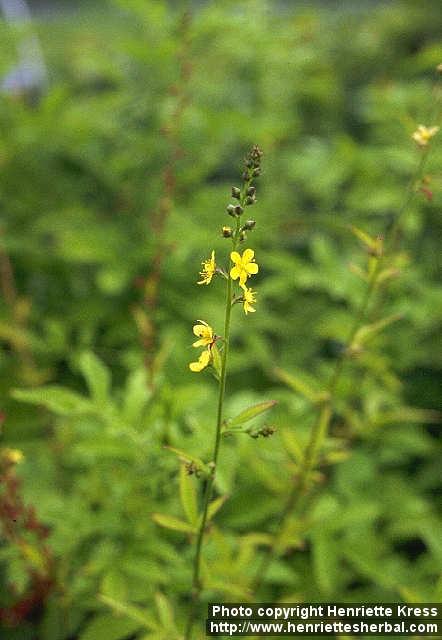 Photo: Agrimonia pilosa.