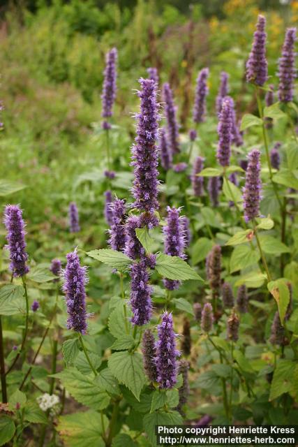 Photo: Agastache foeniculum 4.