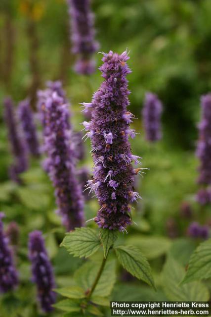 Photo: Agastache foeniculum 5.