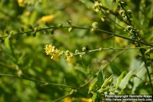 Photo: Agrimonia pilosa 7.