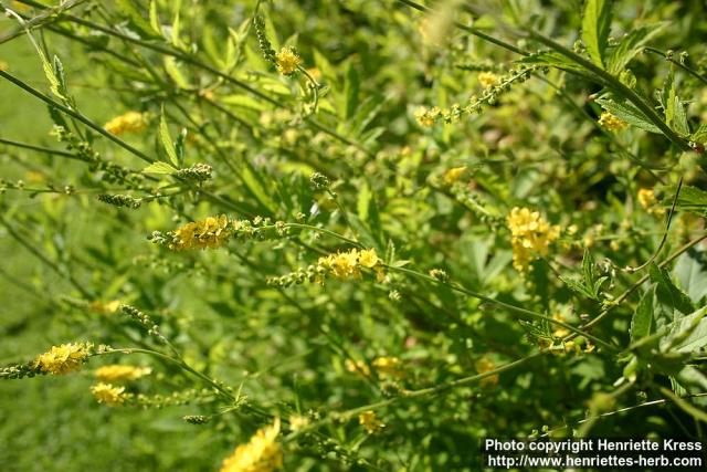 Photo: Agrimonia pilosa 6.