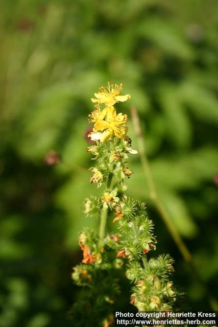 Photo: Agrimonia eupatoria 8.