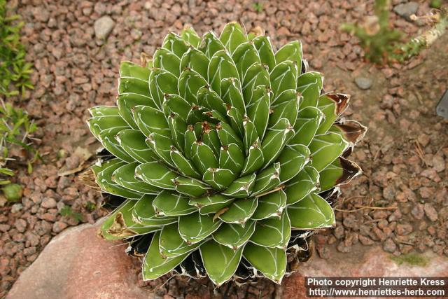 Photo: Agave victoriae reginae 3.