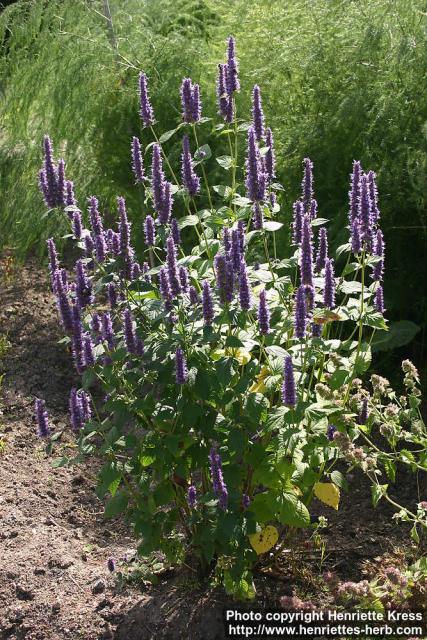 Photo: Agastache foeniculum 6.