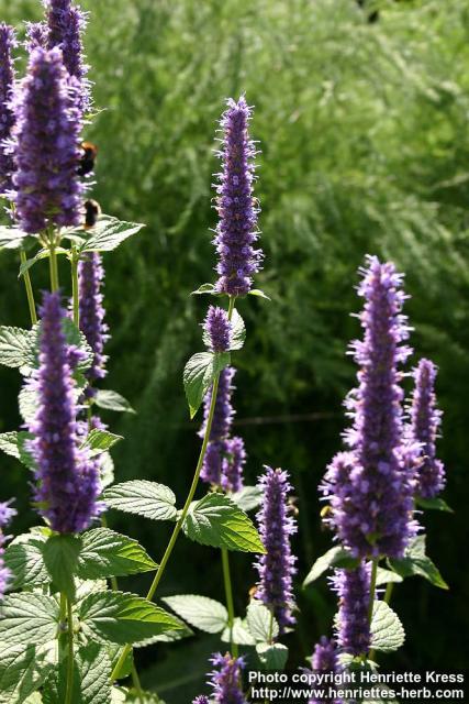 Photo: Agastache foeniculum 7.