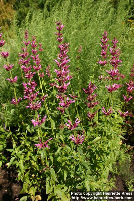 Photo: Agastache mexicana 3.