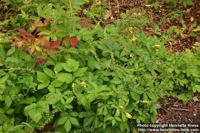 Photo: Agrimonia pilosa 8.