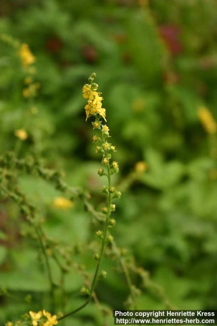 Photo: Agrimonia pilosa 9.