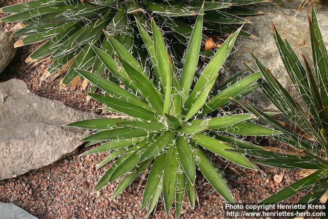 Photo: Agave filifera 4.