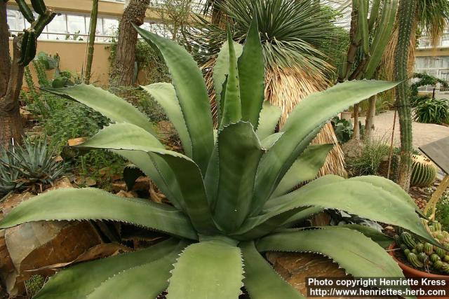 Photo: Agave salmiana.