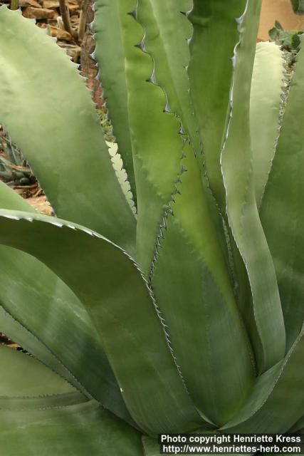 Photo: Agave salmiana 1.