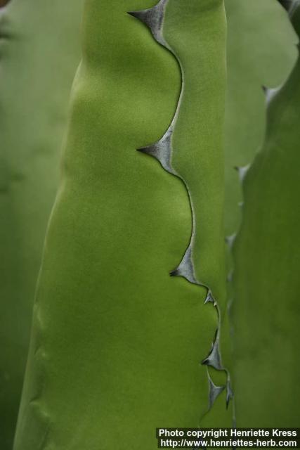 Photo: Agave salmiana 2.