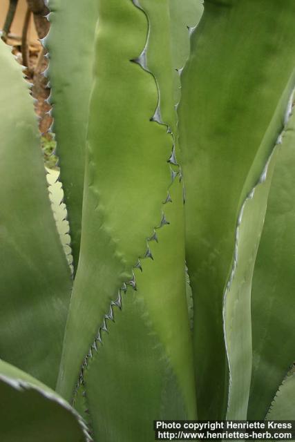 Photo: Agave salmiana 3.