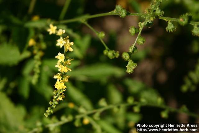 Photo: Agrimonia pilosa 12.